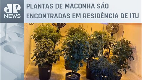 Polícia encontra maconha transgênica no interior de SP