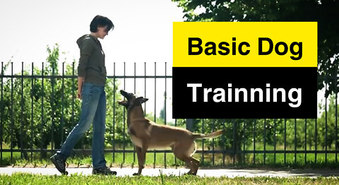 Basic Dog trainning - Top 10 essentiel commands. Every Dog should know