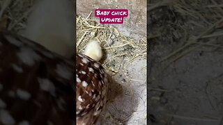 Baby chick update! #chickens #mountainlife