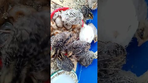 Coturnix Quail at 3 weeks