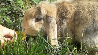 Cute rabbit Stepa eating apricot and grass