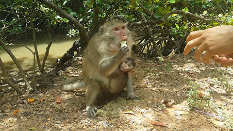 Amazing Mom Monkey with Baby Monkey Eating Cake
