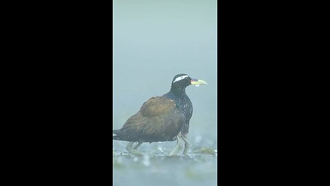 discovery world wildlife natur bird