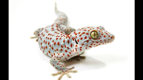 Tokai gecko