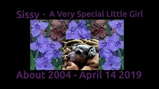 In Memory Of Our Loving Dog Sissy