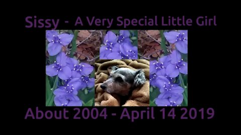 In Memory Of Our Loving Dog Sissy