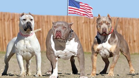 These Are American’s Most Favorite Dog Breeds