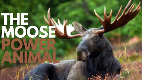 The Moose Power Animal
