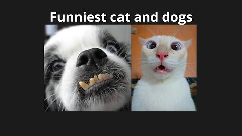 Funniest cat and dogs
