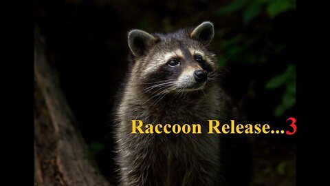 Raccoon Release 3