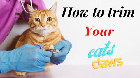 How to trim your cat`s claws 💅