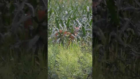 Watching Deer and her Fawns in my Backyard