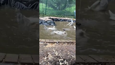 Duck zoomies ! Watch till the end 😆😆😆😆👍👍👍