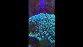 Coral Talk at Reeves’ Reef