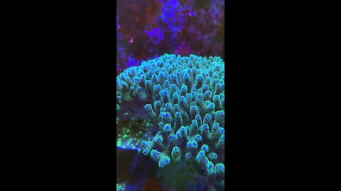Coral Talk at Reeves’ Reef