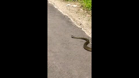snake very funny 😁