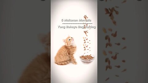 5 makanan manusia yang bahaya buat anabul #kucing #shorts