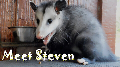 Opossum Diaries Pt. 2