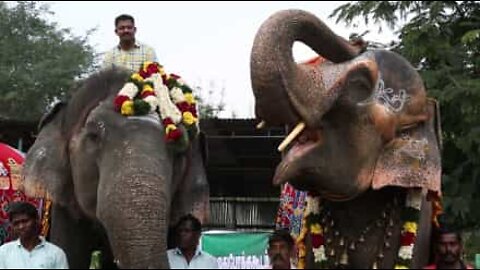 Sacred elephants go for a pampering session at Indian spa