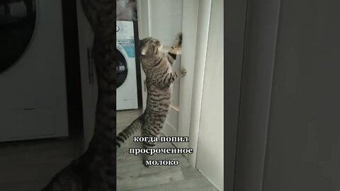 #shorts Смешные Коты Из Тик Тока 173 Funny Cats From Tiktok