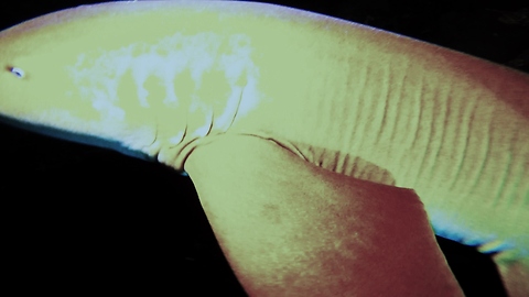 Shark appears from the darkness to sniff diver's camera