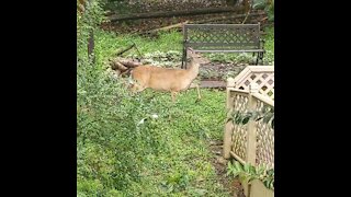 Deer with fawns strolling through the yard