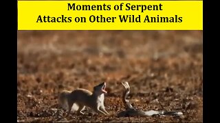 7 Moments of Serpent Attacks on Other Wild Animals