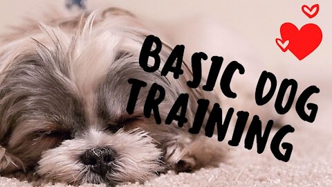 Basic Dog Training - 10 Essential Commands Every Dog Should Know!