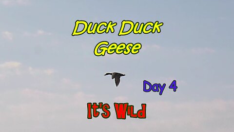 Duck Duck Geese Day 4 – It’s Wild