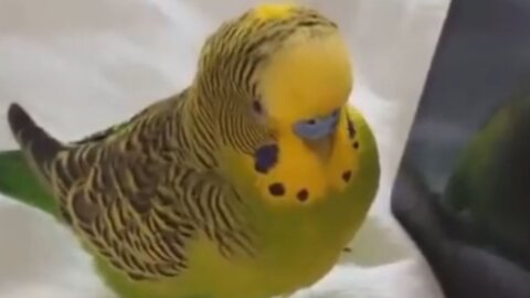 Funny and cute australian parakeet