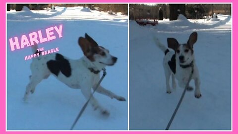 Have Fun with Harley the Happy Beagle