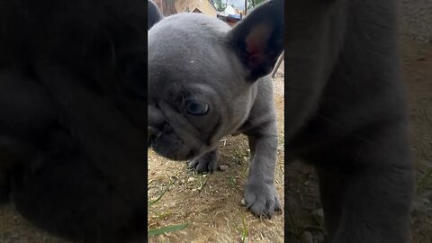 #frenchbulldogpuppiesforsale #frenchbulldog #frenchbulldogpuppies #frenchbulldogpuppy