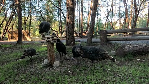 WILD TURKEYS ARE BACK AND GIANTS NOW