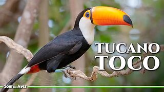 TUCANO TOCO (Ramphastos toco) Som do Tucano Toco