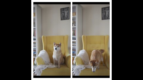 A Dog Seated On A Yellow Chair