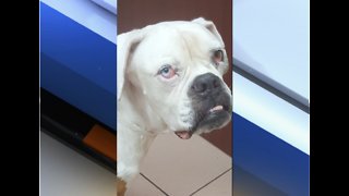 Dog recovering in Boca Raton after being shot, struck by car