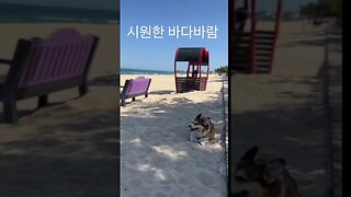 웰시코기 남매 강원도 여행 #반려견브이로그 #강아지일상 #반려견