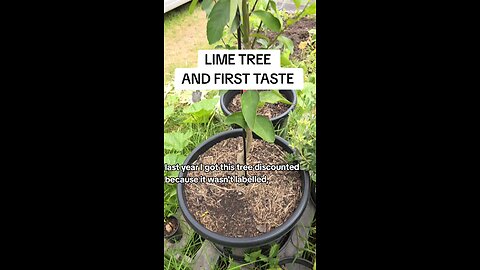 lime tree - first taste