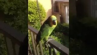 papagaio chorando 😢