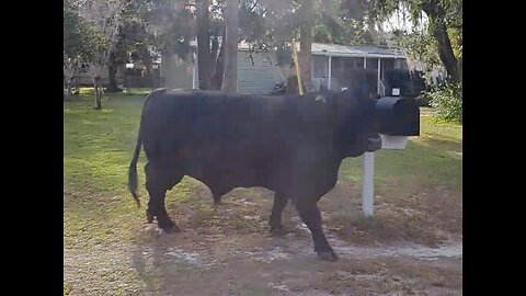 Loose Cow in Hawthorne, Florida!