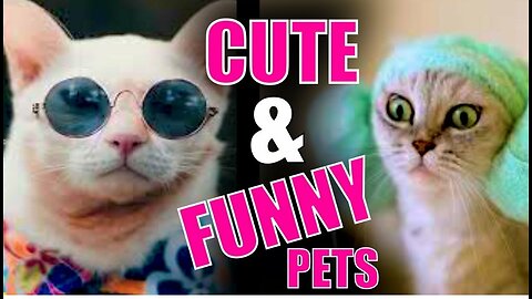 Funny pets