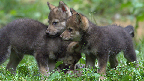 Wildlife Park Celebrates First Wolf Cubs Birth In 47 Years: ZooBorns