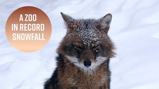 Record snowfall has made the Moscow Zoo gorgeous