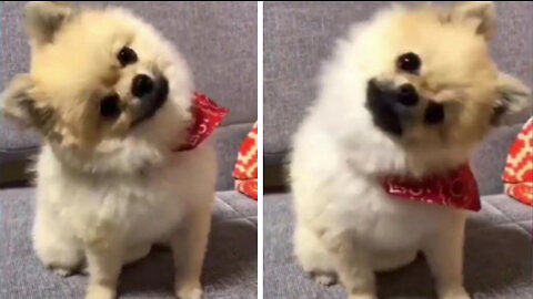 This dog is moving its head at an impressive speed