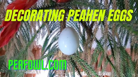 Decorating Peahen Eggs, Peacock Minute, peafowl.com
