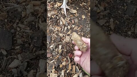 Wood Chips For Chickens