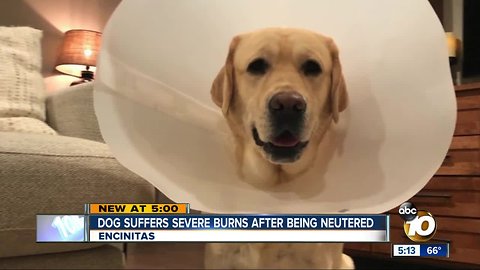 Encinitas dog suffers severe burns after being neutered