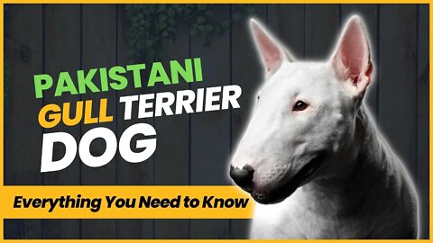 Pakistani Gull Terrier The Asian Gladiator