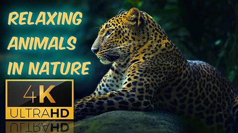 Relaxing Animals In Nature || One Hour #relaxing Video || Nature #meditation