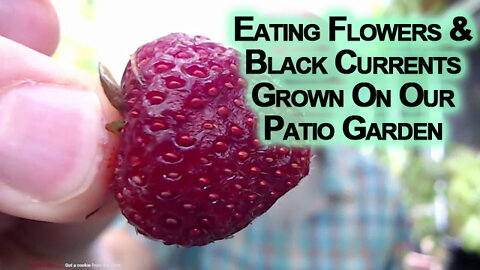 Eating Flowers and Black Currents Grown On Our Patio Garden [ASMR]